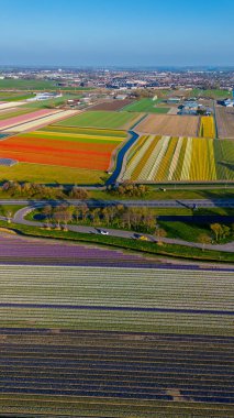Rengarenk bir çiçek tarlasının yukarıdan aşağı manzarası düzgün sıralanmış sıralar, kıvrımlı bir kırsal yol, bir kanal ve uzun sabah gölgeleri olan hareket eden arabaların olduğu bir otoyol. Huzurlu bahar sahnesi.