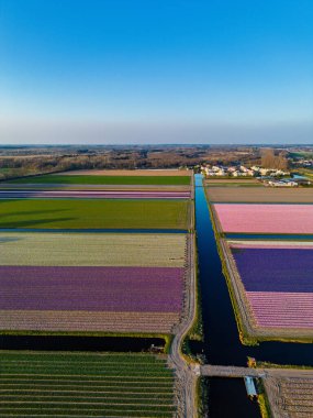 Parlak mavi bir gökyüzü altında Hollanda kırsalında uzanan dar kanallarla bölünmüş renkli satırlara ayrılmış canlı lale tarlalarının hava manzarası..