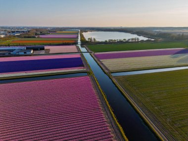 Parlak mavi bir gökyüzü altında Hollanda kırsalında uzanan dar kanallarla bölünmüş renkli satırlara ayrılmış canlı lale tarlalarının hava manzarası..