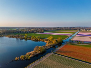 Gün batımında sakin bir göl kenarındaki lale tarlalarının havadan görünüşü, canlı çiçek ve ağaçlardan oluşan kanallar berrak mavi bir gökyüzünün altında suları kaplıyor..