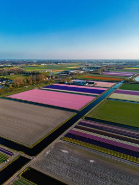 Parlak mavi bir gökyüzü altında Hollanda kırsalında uzanan dar kanallarla bölünmüş renkli satırlara ayrılmış canlı lale tarlalarının hava manzarası..