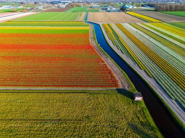 Parlak mavi bir gökyüzü altında Hollanda kırsalında uzanan dar kanallarla bölünmüş renkli satırlara ayrılmış canlı lale tarlalarının hava manzarası..