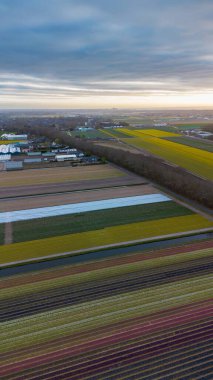 Canlı lale tarlalarının gün batımında tam çiçeklenme görüntüsü. Çizgili renkli çiçek sıraları manzara boyunca uzanır, içinden bir kanal geçer ve arka planda bir köy görünür..