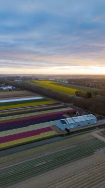 Canlı lale tarlalarının gün batımında tam çiçeklenme görüntüsü. Çizgili renkli çiçek sıraları manzara boyunca uzanır, içinden bir kanal geçer ve arka planda bir köy görünür..