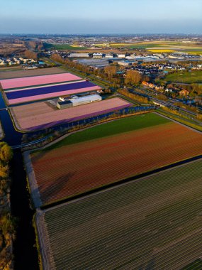 Canlı lale tarlalarının hava manzarası, açık mavi bir gökyüzü altında, yakındaki yollar, çiftlikler ve uzak bir kasaba ile kırsal bir alanda renkli çiçek sıraları sergiliyor..