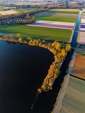 Gün batımında sakin bir göl kenarındaki lale tarlalarının havadan görünüşü, canlı çiçek ve ağaçlardan oluşan kanallar berrak mavi bir gökyüzünün altında suları kaplıyor..