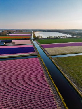 Parlak mavi bir gökyüzü altında Hollanda kırsalında uzanan dar kanallarla bölünmüş renkli satırlara ayrılmış canlı lale tarlalarının hava manzarası..
