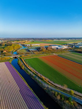 Canlı lale tarlalarının hava manzarası, açık mavi bir gökyüzü altında, yakındaki yollar, çiftlikler ve uzak bir kasaba ile kırsal bir alanda renkli çiçek sıraları sergiliyor..