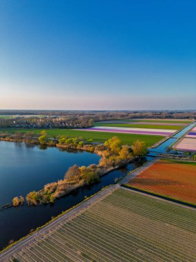 Gün batımında sakin bir göl kenarındaki lale tarlalarının havadan görünüşü, canlı çiçek ve ağaçlardan oluşan kanallar berrak mavi bir gökyüzünün altında suları kaplıyor..
