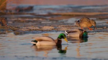 Dişi bir yaban ördeği sakin suda yüzer, sıcak altın ışıkta yıkanır. Diğer ördekler yumuşak ve bulanık arka planda yüzerek doğal ortamda huzurlu ve huzurlu bir atmosfer yaratırlar..
