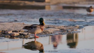 Erkek bir yaban ördeği sığ bir nehir kıyısında duruyor, canlı yeşil kafası ve suyun yumuşak dalgalarıyla çelişen sarı gagası. Sıcak günbatımı, suyun yüzeyine yansıyor..
