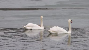 İki zarif kuğu kısmen donmuş bir gölün soğuk sularında süzülüyor. Bir kuğu tüylerini nazikçe yolarken diğeri ileriye bakıyor. Sakin kış sahnesi dalgalanan suya yansıyor..