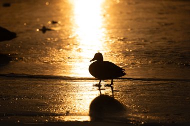 Bir ördek silueti, parlak günbatımının sıcacık parıltısıyla aydınlanan altın buzun üzerinde yürür. Yansıması, dokulu, parıldayan yüzeyde barışçıl ve dramatik bir sahne yaratıyor..