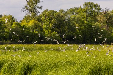 Birçok martı göllerde, nehirlerde ve kanallarda balık avlar. Martılar suyun üzerinde uçar. Martılar zarif bir şekilde suyun yüzeyinde süzülür, kanatları dalgalanan dalgaların üzerinde narin gölgeler bırakır..