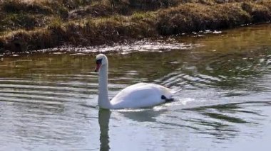 Zarif bir kuğu, çimenli bankalarla çevrili berrak ve sakin bir derede rahatça süzülür. Su, kuğunun beyaz tüylerini yansıtır ve hareket ederken hafif dalgalanmalar yaratır..