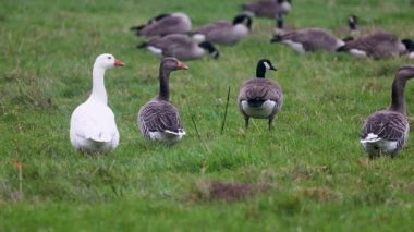 Beyaz bir kaz, yeşil bir tarlada bir grup grilag kazının arasında göze çarpıyor. Arka planda, daha fazla kaz otlayıp dinlenerek, açık kırlarda huzurlu ve doğal bir manzara yaratıyor..