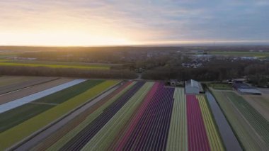 Canlı lale tarlalarının gün batımında tam çiçeklenme görüntüsü. Çizgili renkli çiçek sıraları manzara boyunca uzanır, içinden bir kanal geçer ve arka planda bir köy görünür..