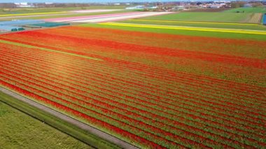 Canlı lale tarlalarının hava manzarası, açık mavi bir gökyüzü altında, yakındaki yollar, çiftlikler ve uzak bir kasaba ile kırsal bir alanda renkli çiçek sıraları sergiliyor..