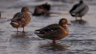 Dişi bir yaban ördeği sığ sularda durur, sıcak güneş ışığında yıkanır. Diğer ördekler, biraz bulanık odaklanırlar, dinlenirler ve arka planda yaşarlar. Kuşun turuncu perdeli ayakları etrafında hafif dalgalanmalar oluşur..
