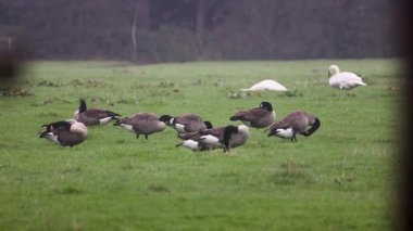 Beyaz bir kaz, yeşil bir tarlada bir grup grilag kazının arasında göze çarpıyor. Arka planda, daha fazla kaz otlayıp dinlenerek, açık kırlarda huzurlu ve doğal bir manzara yaratıyor..