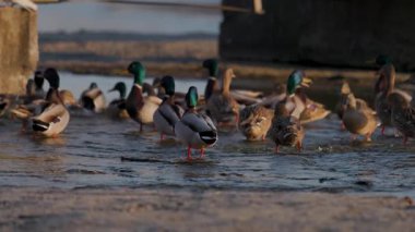 Büyük bir yaban ördeği sürüsü kıyı kenarında toplanarak sığ sularda yüzüyor. Altın güneş ışığı, yoğun bir kış sahnesinde hareket ederken ve etkileşime girerken canlı tüylerini vurgular..