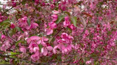 Bir ağaçta canlı pembe çiçeklerin yakın çekimi, rüzgarda hafifçe sallanıyor. Narin taç yaprakları ve yemyeşil yapraklar güzel bir kontrastlık yaratır, baharın özünü tam çiçeklenerek yakalar..