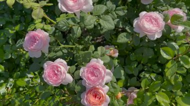 Yumuşak güneş ışığında ince örümcek ağları ve yapraklarla çevrili narin pembe güller. Arka planda ılık, bulanık renklerle, barışçıl ve romantik bir atmosfer yaratan rüya gibi bir bokeh etkisi var..