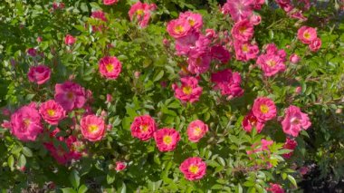 Yumuşak güneş ışığında ince örümcek ağları ve yapraklarla çevrili narin pembe güller. Arka planda ılık, bulanık renklerle, barışçıl ve romantik bir atmosfer yaratan rüya gibi bir bokeh etkisi var..