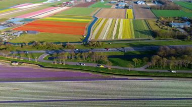 Canlı lale tarlalarının hava manzarası, açık mavi bir gökyüzü altında, yakındaki yollar, çiftlikler ve uzak bir kasaba ile kırsal bir alanda renkli çiçek sıraları sergiliyor..