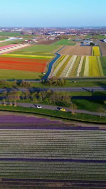 Canlı lale tarlalarının hava manzarası, açık mavi bir gökyüzü altında, yakındaki yollar, çiftlikler ve uzak bir kasaba ile kırsal bir alanda renkli çiçek sıraları sergiliyor..