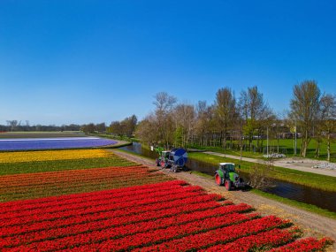 Kanaldan su çeken iki traktörle dolu canlı lale tarlalarının hava manzarası, doğa, makine ve renkli çiçek sıraları arasında çarpıcı bir kontrastlık yaratır. Mavi gökyüzü.