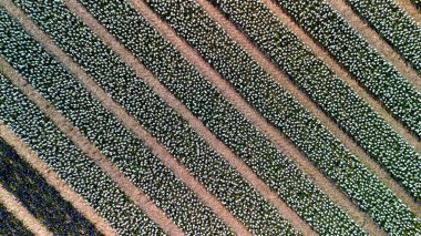 Çiçek açan çiçek sıralarının mükemmel çapraz hizalanması, yeşil yapraklı beyaz çiçeklerin yer alması, alan boyunca büyüleyici bir desen oluşturur..