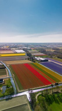 Parlak bir bahar gökyüzü altında kırmızı, sarı ve mavi sıralı yeşil alanlar ve uzak binalar içeren canlı lale tarlalarının göz kamaştırıcı bir görüntüsü..