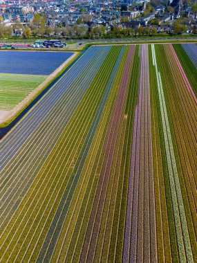 Renkli lale tarlaları, Hollanda 'nın büyüleyici bir kasabası ve açık mavi gökyüzünün altında tarihi bir kiliseyle Hollanda' nın baharının güzelliğini yakalıyor..