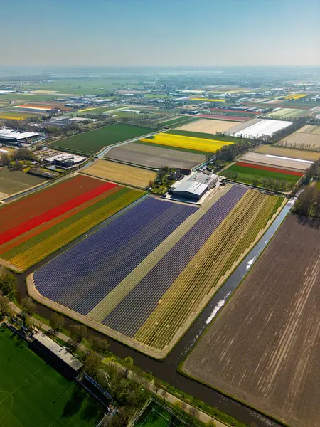 Hava görüntülerinde düz Hollanda manzarası boyunca uzanan renkli lale tarlaları, seralar ve kanallar, bir göl ve bulutlu bir gökyüzünün altında görünen uzak kasabalar görülüyor..