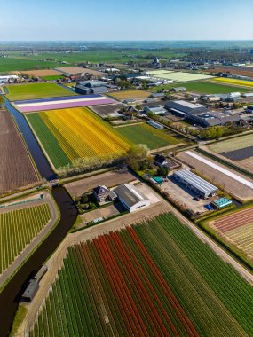 Canlı lale tarlalarının hava manzarası tam çiçeklenme, kırsal alandaki endüstriyel binaları çevreleme. Renkli çiçek sıraları ufka doğru uzanıyor, doğayı tarımla harmanlıyor..