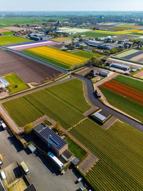 Canlı lale tarlalarının hava manzarası tam çiçeklenme, kırsal alandaki endüstriyel binaları çevreleme. Renkli çiçek sıraları ufka doğru uzanıyor, doğayı tarımla harmanlıyor..