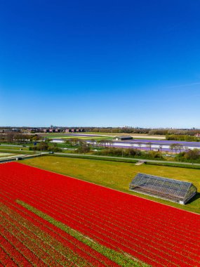 Ön planda, canlı bir lale tarlası ve yanında da bir sera var. Uzakta, tarlalar ve küçük bir kasaba engin, berrak mavi gökyüzünün altında oturuyor..