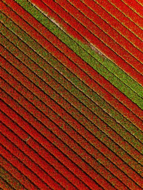 Lale tarlalarının canlı bir hava görüntüsü. Çarpıcı kırmızı ve yeşil köşegenler manzara boyunca büyüleyici bir desen oluşturuyor..