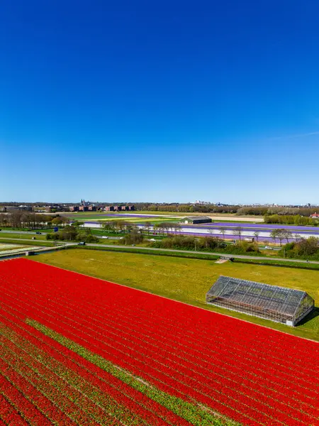 Ön planda, canlı bir lale tarlası ve yanında da bir sera var. Uzakta, tarlalar ve küçük bir kasaba engin, berrak mavi gökyüzünün altında oturuyor..
