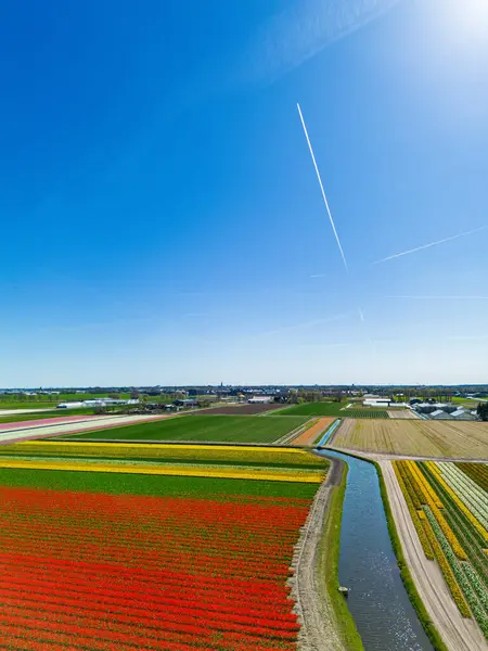 Parlak bir bahar gökyüzü altında kırmızı, sarı ve mavi sıralı yeşil alanlar ve uzak binalar içeren canlı lale tarlalarının göz kamaştırıcı bir görüntüsü..
