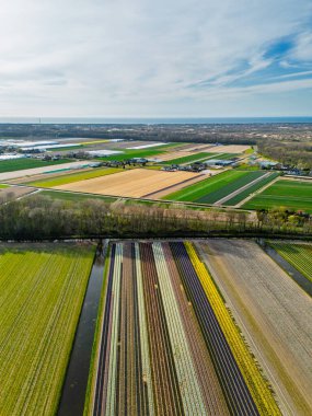 Sahil boyunca uzanan renkli lale tarlalarının havadan görünüşü, canlı çiçeklerin düzenli sıraları ve kıyı şeridi yakınlarındaki parçalı bulutlu bir gökyüzünün altında yeşil tarım arazileri.