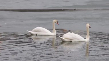 İki zarif kuğu kısmen donmuş bir gölün soğuk sularında süzülüyor. Bir kuğu tüylerini nazikçe yolarken diğeri ileriye bakıyor. Sakin kış sahnesi dalgalanan suya yansıyor..
