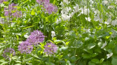 Canlı bir bahçe sahnesi, çiçek açan mor alyumlar ve gün ışığında sallanan narin beyaz çiçekler. yemyeşil yapraklar taze ve canlı bir atmosfer yaratır, baharın özünü yakalar..