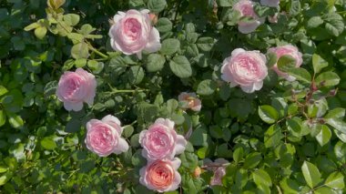 Yumuşak güneş ışığında ince örümcek ağları ve yapraklarla çevrili narin pembe güller. Arka planda ılık, bulanık renklerle, barışçıl ve romantik bir atmosfer yaratan rüya gibi bir bokeh etkisi var..