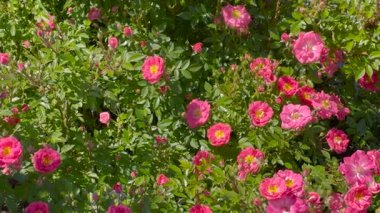 Yumuşak güneş ışığında ince örümcek ağları ve yapraklarla çevrili narin pembe güller. Arka planda ılık, bulanık renklerle, barışçıl ve romantik bir atmosfer yaratan rüya gibi bir bokeh etkisi var..