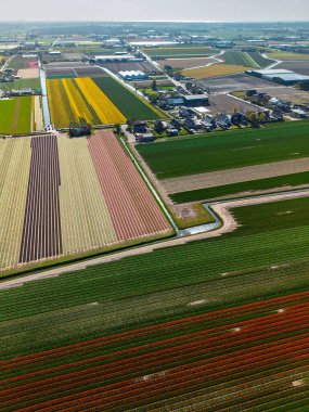 Canlı lale tarlalarının hava manzarası tam çiçeklenme, kırsal alandaki endüstriyel binaları çevreleme. Renkli çiçek sıraları ufka doğru uzanıyor, doğayı tarımla harmanlıyor..