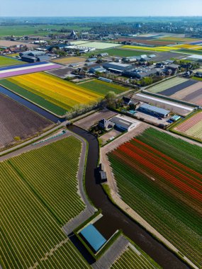 Canlı lale tarlalarının hava manzarası tam çiçeklenme, kırsal alandaki endüstriyel binaları çevreleme. Renkli çiçek sıraları ufka doğru uzanıyor, doğayı tarımla harmanlıyor..