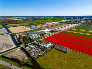 Canlı lale tarlalarının hava manzarası tam çiçeklenme, kırsal alandaki endüstriyel binaları çevreleme. Renkli çiçek sıraları ufka doğru uzanıyor, doğayı tarımla harmanlıyor..