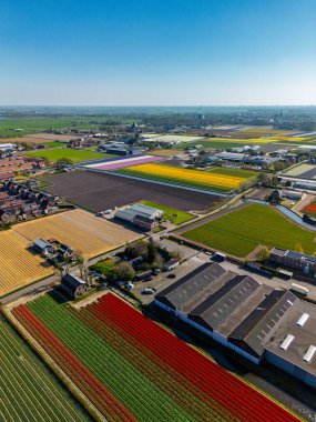 Canlı lale tarlalarının hava manzarası tam çiçeklenme, kırsal alandaki endüstriyel binaları çevreleme. Renkli çiçek sıraları ufka doğru uzanıyor, doğayı tarımla harmanlıyor..